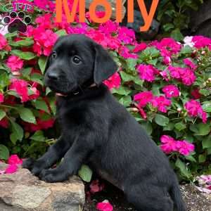 Molly, Black Labrador Retriever Puppy