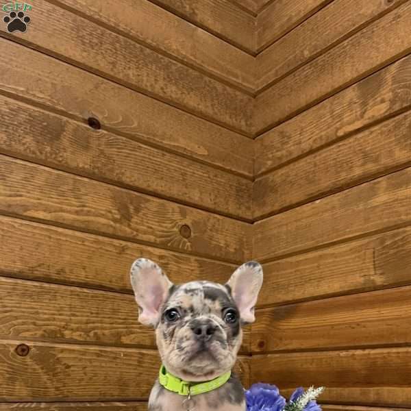 Flynn, French Bulldog Puppy