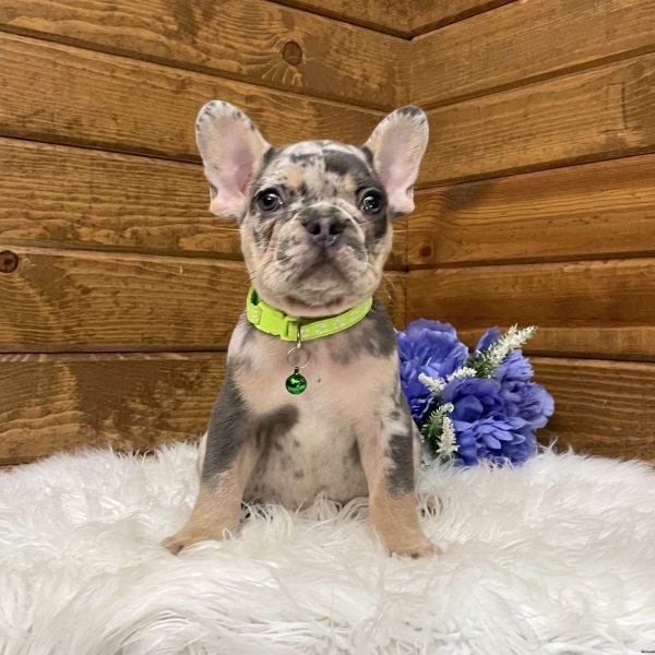 Flynn, French Bulldog Puppy