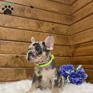 Flynn, French Bulldog Puppy