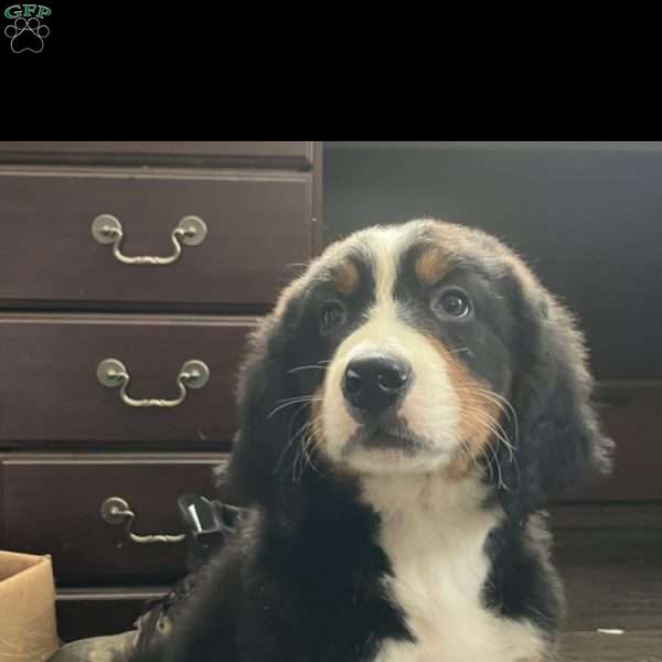 Blake, Bernese Mountain Dog Puppy