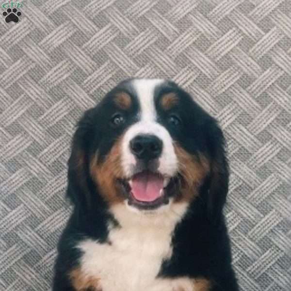Barney, Bernese Mountain Dog Puppy