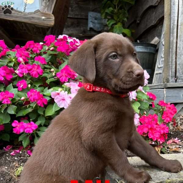 Milo, Chocolate Labrador Retriever Puppy