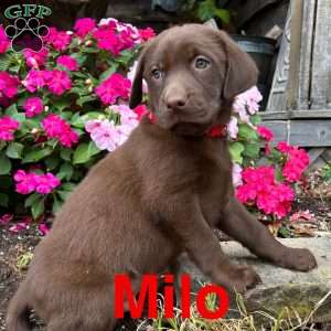 Milo, Chocolate Labrador Retriever Puppy