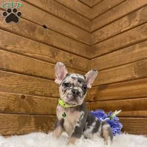 Flynn, French Bulldog Puppy