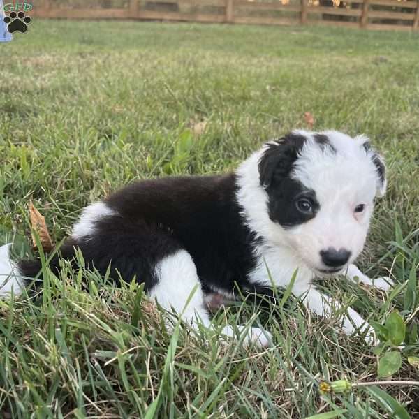 Ruger, Border Collie Puppy