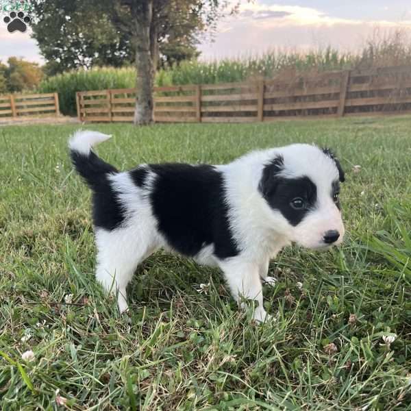 Hunter, Border Collie Puppy