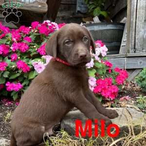 Milo, Chocolate Labrador Retriever Puppy