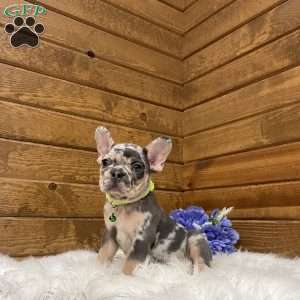 Flynn, French Bulldog Puppy