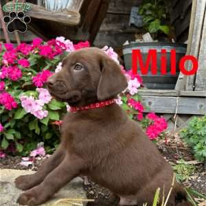 Milo, Chocolate Labrador Retriever Puppy