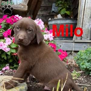 Milo, Chocolate Labrador Retriever Puppy