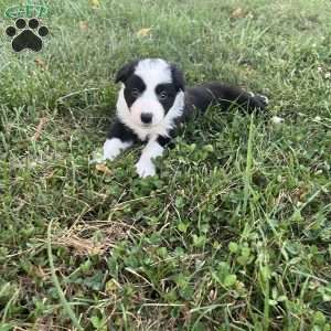 Winchester, Border Collie Puppy