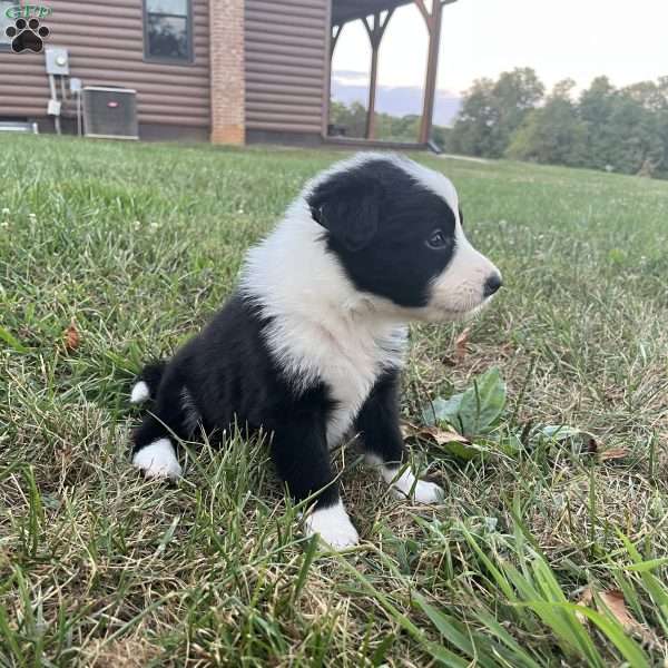 Winchester, Border Collie Puppy
