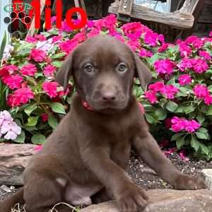 Milo, Chocolate Labrador Retriever Puppy