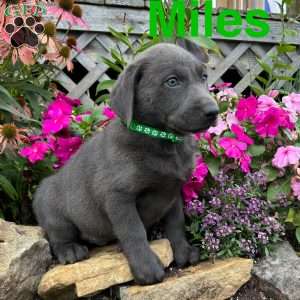 Miles, Charcoal Labrador Retriever Puppy