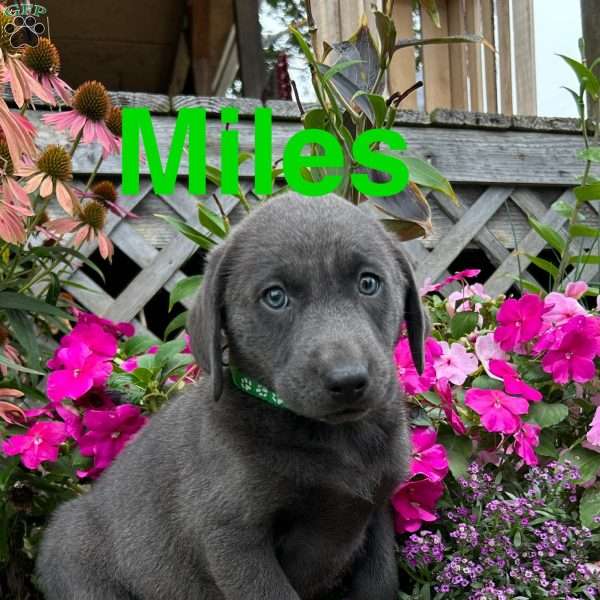 Miles, Charcoal Labrador Retriever Puppy