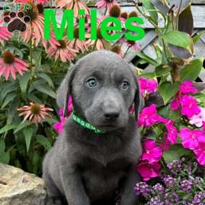 Miles, Charcoal Labrador Retriever Puppy