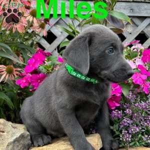 Miles, Charcoal Labrador Retriever Puppy