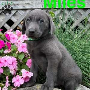 Miles, Charcoal Labrador Retriever Puppy