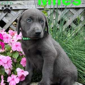 Miles, Charcoal Labrador Retriever Puppy