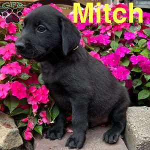 Mitch, Black Labrador Retriever Puppy