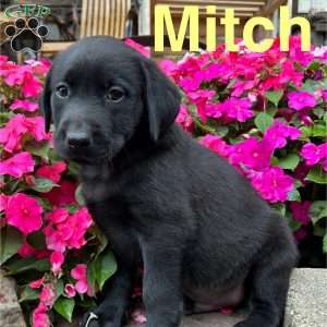 Mitch, Black Labrador Retriever Puppy