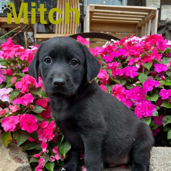 Mitch, Black Labrador Retriever Puppy