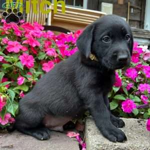 Mitch, Black Labrador Retriever Puppy