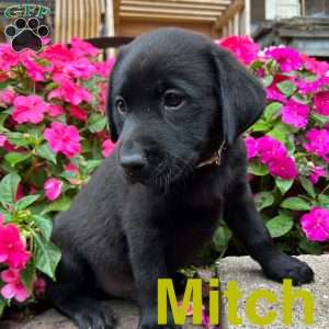 Mitch, Black Labrador Retriever Puppy