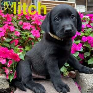 Mitch, Black Labrador Retriever Puppy