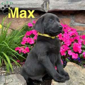 Max, Charcoal Labrador Retriever Puppy