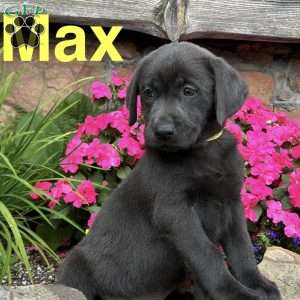 Max, Charcoal Labrador Retriever Puppy