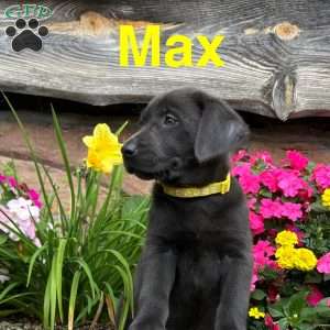 Max, Charcoal Labrador Retriever Puppy