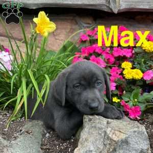 Max, Charcoal Labrador Retriever Puppy