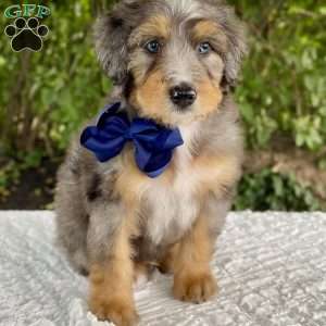 Ashton, Bernedoodle Puppy