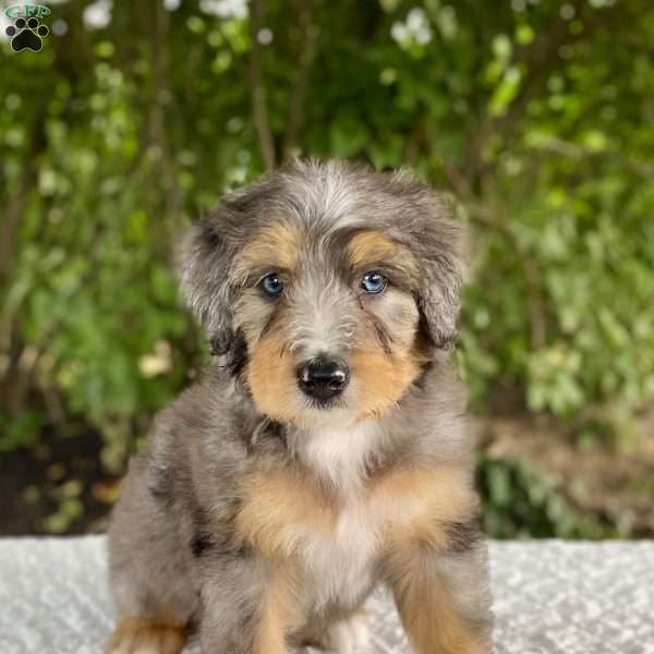 Ashton, Bernedoodle Puppy