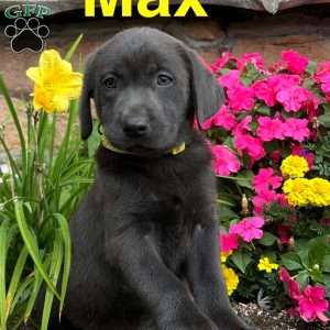 Max, Charcoal Labrador Retriever Puppy