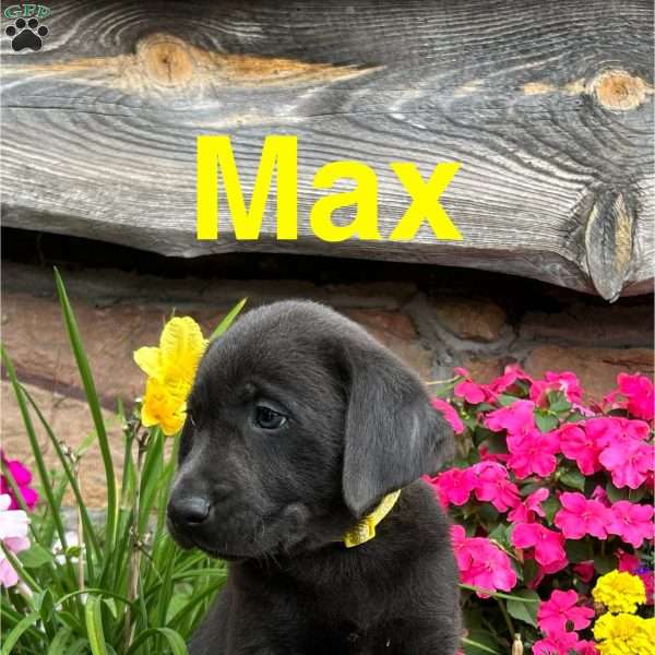 Max, Charcoal Labrador Retriever Puppy