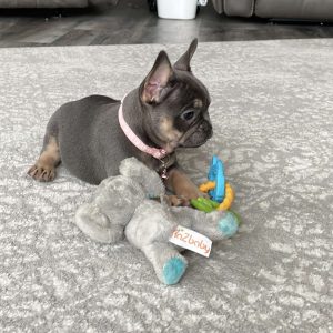Ellie, French Bulldog Puppy