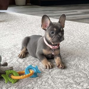 Ellie, French Bulldog Puppy