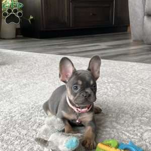Ellie, French Bulldog Puppy