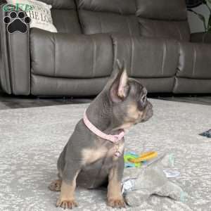 Ellie, French Bulldog Puppy