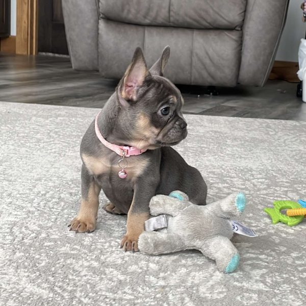 Ellie, French Bulldog Puppy