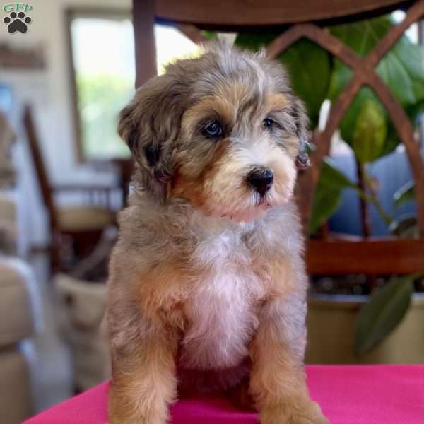 Annabel, Bernedoodle Puppy
