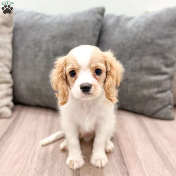 Lucky, Cavalier King Charles Spaniel Puppy