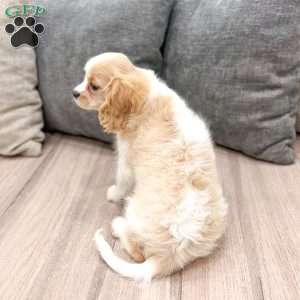 Lucky, Cavalier King Charles Spaniel Puppy
