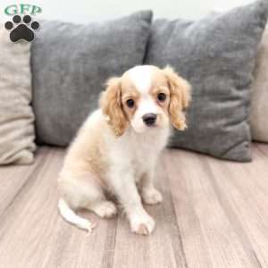 Lucky, Cavalier King Charles Spaniel Puppy