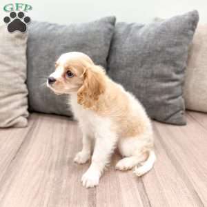 Lucky, Cavalier King Charles Spaniel Puppy