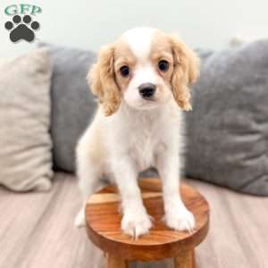 Lucky, Cavalier King Charles Spaniel Puppy