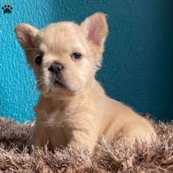 creamy boy, French Bulldog Puppy